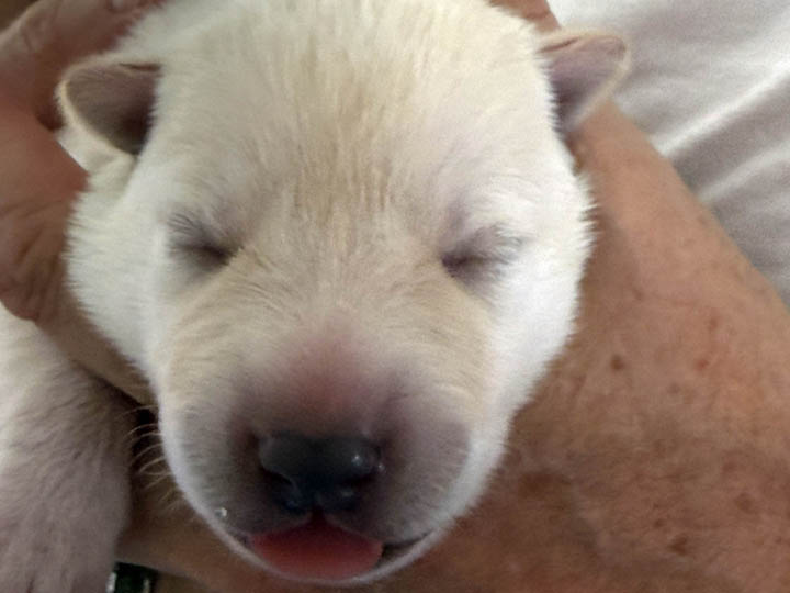 chinook puppy